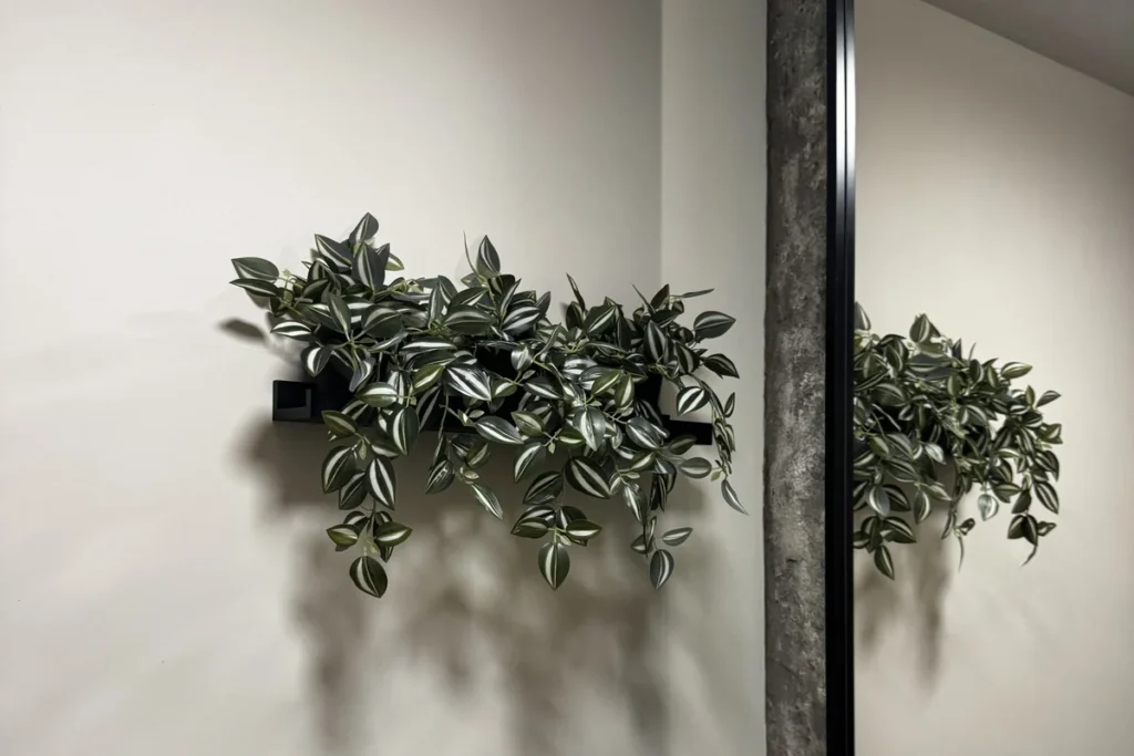 Pared de microcemento claro con planta decorativa, Alicante